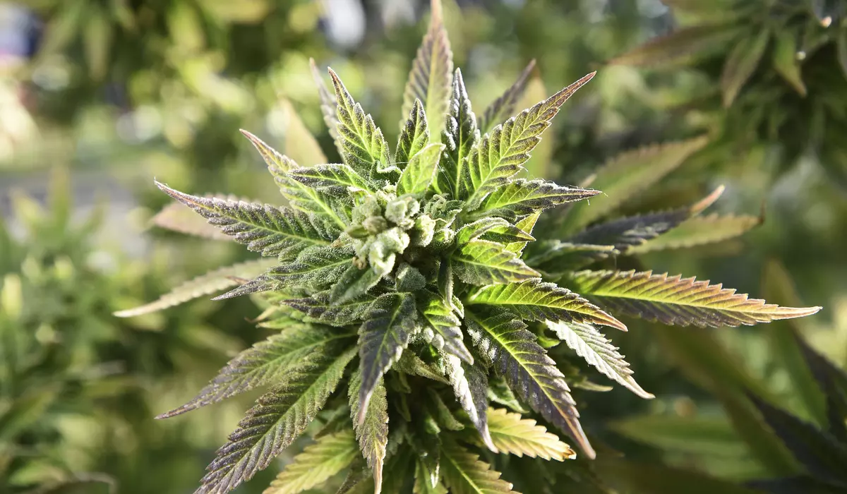 Marijuana plant with a blurred background